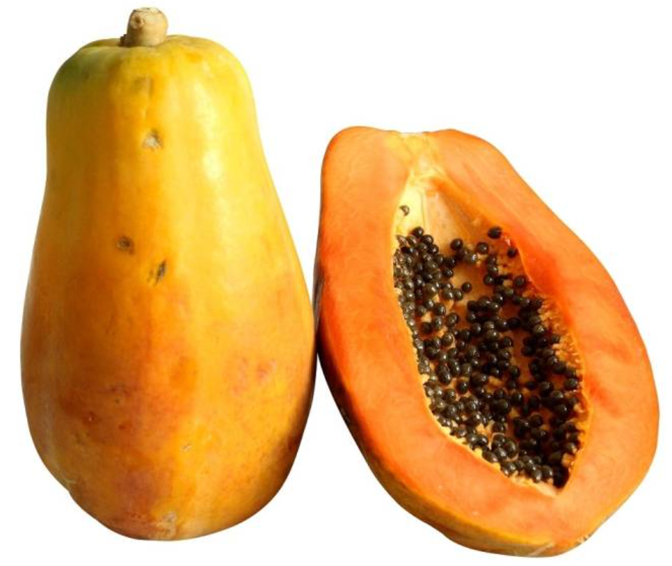 Papaya Maradol