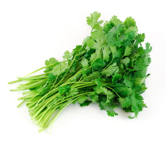 Cilantro Casero